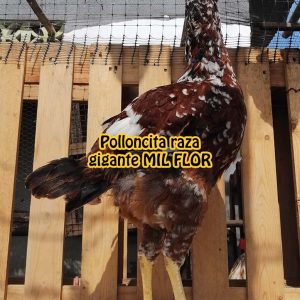 Polloncita raza gigante MIL FLOR colombiano – Exhibición dic-2022