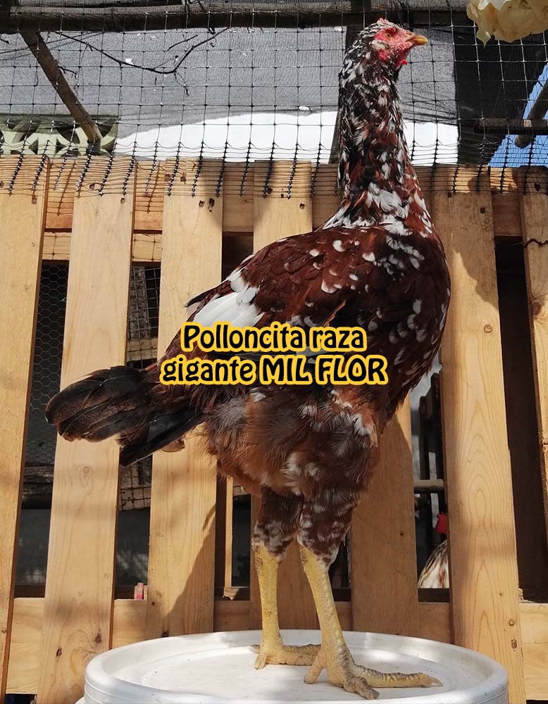 Polloncita raza gigante mil flor - colorado flor de haba