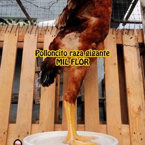 Polloncitos raza gigante MIL FLOR colombiano – Exhibición dic-2022