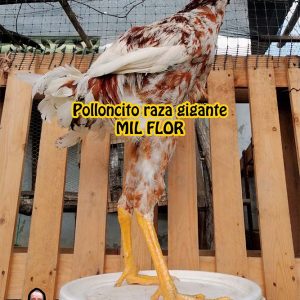 Polloncitos raza gigante MIL FLOR colombiano – Exhibición dic-2022