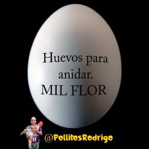 Huevo para anidar de raza gigante MIL FLOR colombiana