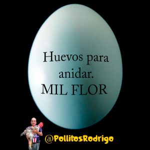 Huevo para anidar de raza gigante MIL FLOR colombiana