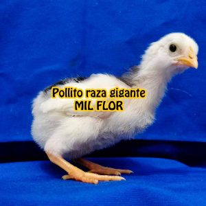 Pollito 4 a 15 días de nacido – raza gigante MIL FLOR colombiano