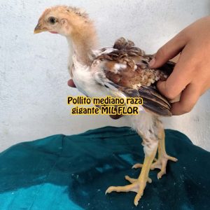 Pollito 16 a 30 días de nacido – raza gigante MIL FLOR colombiano