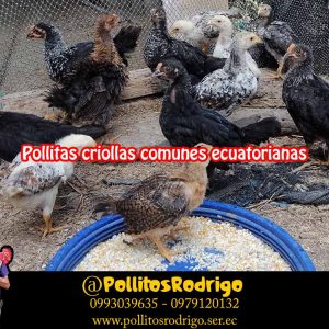 Pollitos medianos criollos comunes ecuatorianos
