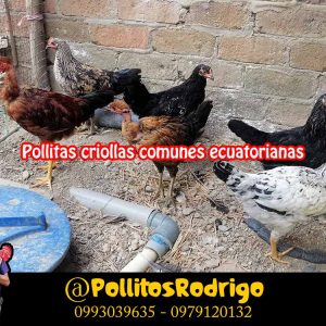 Polloncitas criollas comunes ecuatorianas